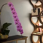 Mercure Paris Longchamp 4* סורן
